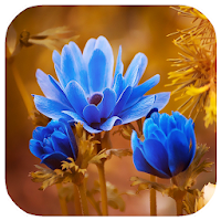 FlowerWall Flower Images App
