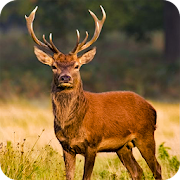 Deer Hunting Season Sniper Hunter 3D 2018 1.0.3 Icon