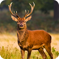 Deer Hunting Season Sniper Hunter 3D 2018