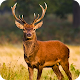 Deer Hunting Season Sniper Hunter 3D 2018 Download on Windows