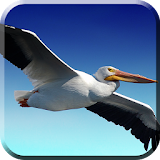 Pelican Flight Live Wallpaper icon