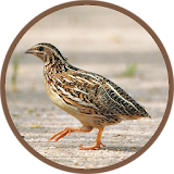 Quail Bird (Animal) Sounds icon