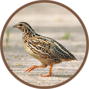 Quail Bird (Animal) Sounds