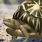 Tortoise to grow relaxedly icon