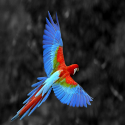 parrot wallpapers