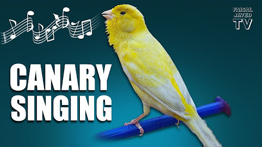 Android application canary sound screenshort