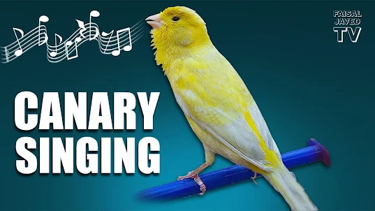 canary sound