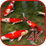Koi Fish in Pond Live WP icon