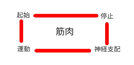 筋肉クイズ 起始 停止 運動 神経 On Windows Pc Download Free 1 9 Com Tannedpurple Muscle