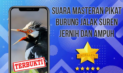 Android application Kicau Jalak Suren Gacor Ampuh screenshort