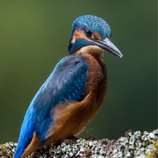 4k animals logo