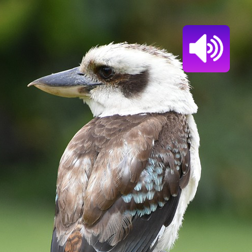 Kookaburra Bird:Sound,Ringtone Download on Windows