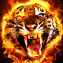 Tiger Wallpapers HD 4K