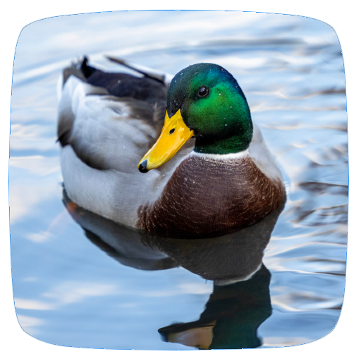 Duck Sounds logo