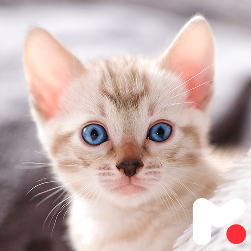Kitten Wallpapers Download on Windows