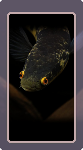 Channa Fish Wallpaper