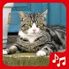Cat sounds, tones and SMS. icon