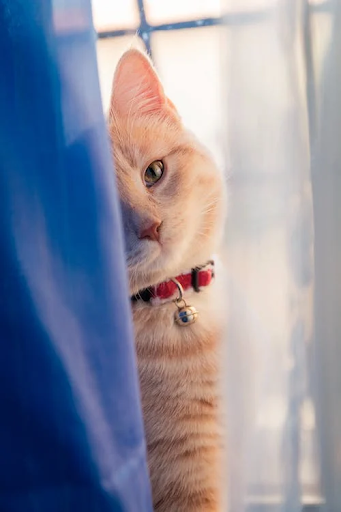Android application Cat Call Prank screenshort