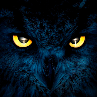 Owl Bird Wallpaper FullHD -4K