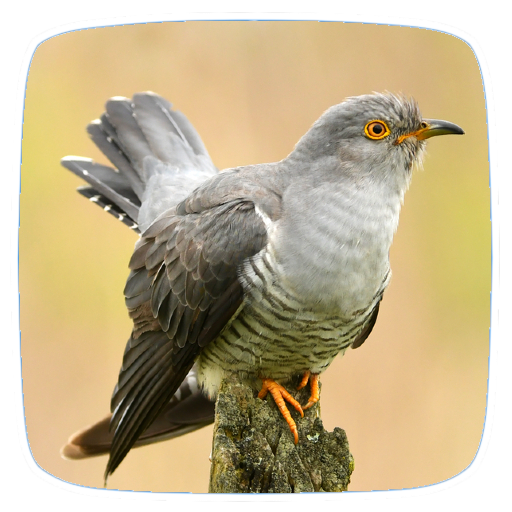 Cuckoo Birds Ringtones Apps on Google Play