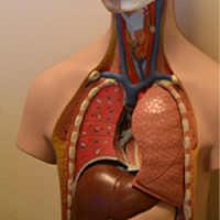 Anatomie Humain 3D Médecine‏