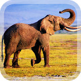 Elephants Live Wallpaper icon