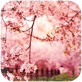 Spring Sakura Flower Wallpaper icon