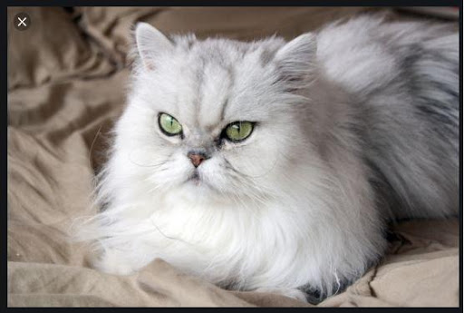 Android application Beautiful Cats Wallpapers screenshort