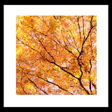 Fall leaves Livewallpaper icon