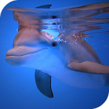 Dolphins HD Live Wallpaper icon