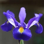 Cover Image of ダウンロード Iris Flower Wallpapers HD 1.0 APK