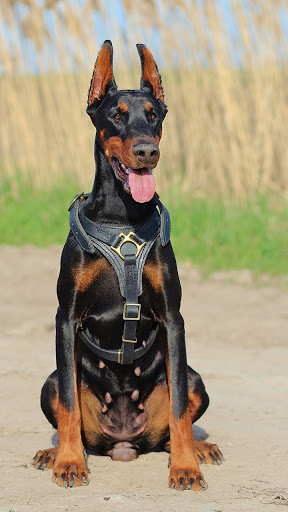Android application doberman dog wallpaper screenshort