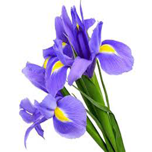Fiori - Nomi dei fiori logo