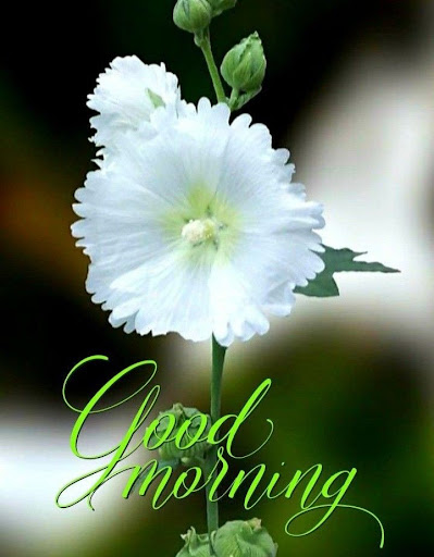 Good Morning romantique Images Screenshot 1 - AppWisp.com