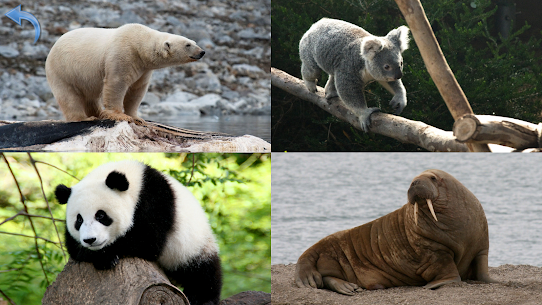 Animals for Kids For PC 4