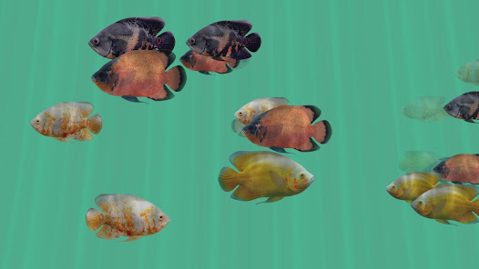 Imágen 3 Oscar Fish Aquarium TV Live android
