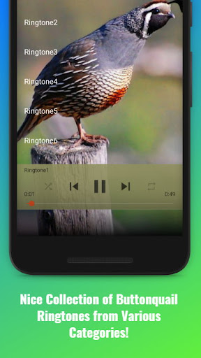 Buttonquail Sounds Screen 2