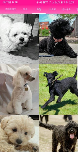 Puppy Wallpaper FHD Screen 3