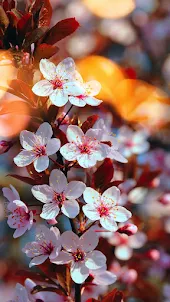 Cherry Blossom Video Wallpaper