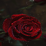 Dewy Red Rose LWP icon