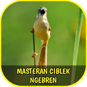 Master Ciblek Ngebren Gacor Offline