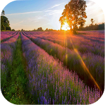 Cover Image of Download Beautiful Nature Wallpapers 1.9 APK