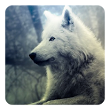 Wolf howl sound Widget icon