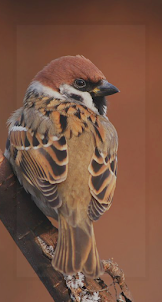 Sparrows Bird Wallpaper