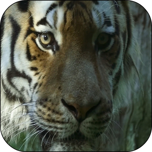 Tigers Video Live Wallpaper