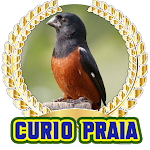 Cover Image of 下载 Canto do Curió Praia Grande  APK