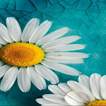 Cover Image of Скачать flower wallpaper  APK