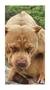 Pitbull Dog Wallpaper HD for PC / Mac / Windows  - Free Download -  