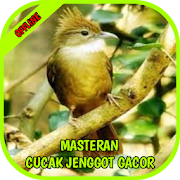 Masteran Cucak Jenggot Gacor Terbaru Offline