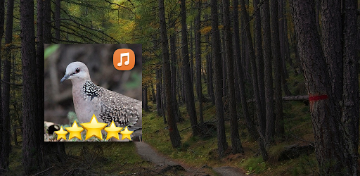 Spotted Dove Sounds HD Screen 2